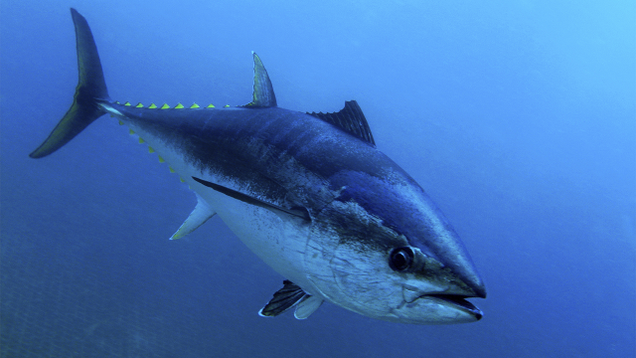 Illustration for article titled Heroes Of The Deep: 7 Fish That Might Have Eaten Osama Bin Laden